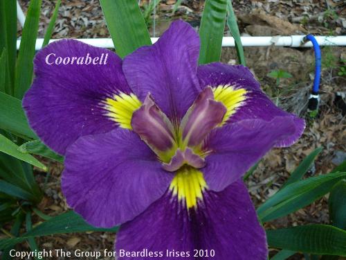 Coorabell (0)